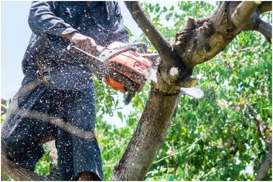 tree services Magnolia